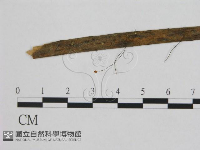 登錄號:F0003297藏品圖，第1張