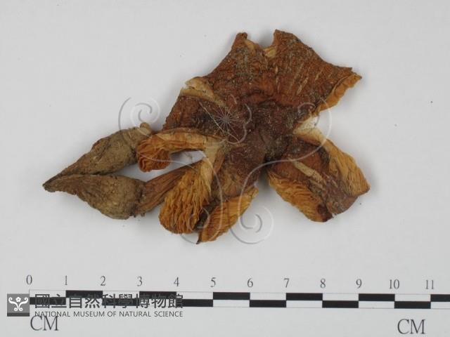 登錄號:F0013297藏品圖，第1張