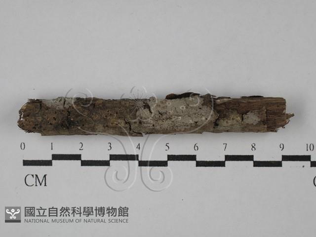 Accession Number:F0028897 Collection Image, Figure 1, Total 2 Figures