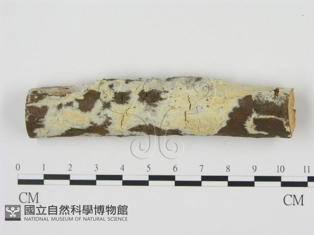 登錄號:F0020897藏品圖，第1張