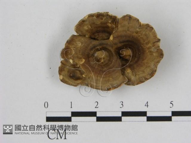 登錄號:F0010897藏品圖，第1張