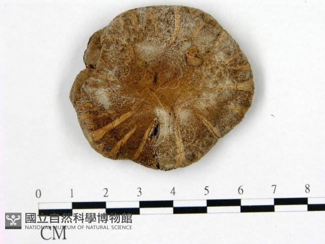 登錄號:F0021897藏品圖，第1張
