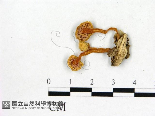 登錄號:F0001897藏品圖，第1張