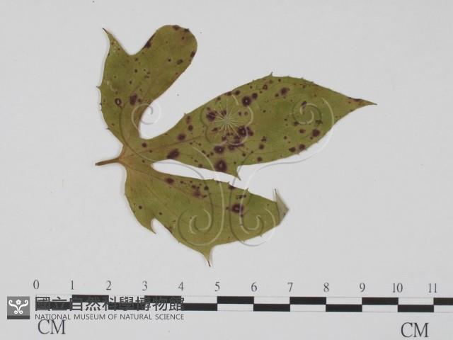 登錄號:F0011897藏品圖，第1張