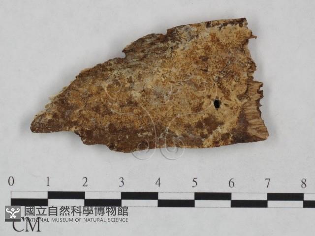 絲皮菌屬藏品圖，第1張