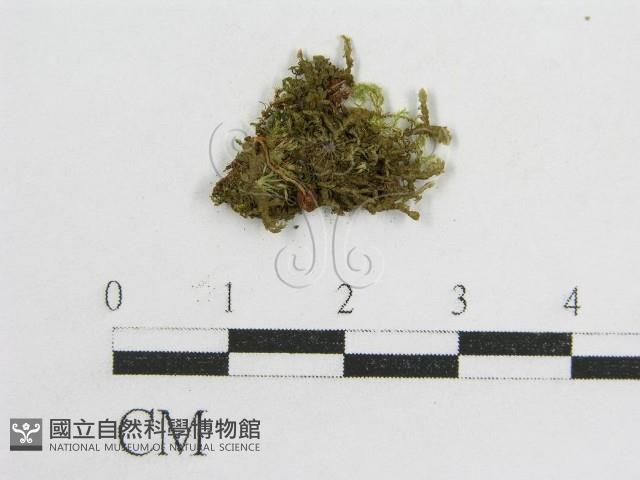 登錄號:F0004897藏品圖，第1張