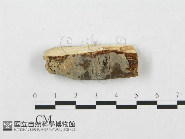 銳岩菌屬藏品圖，第1張