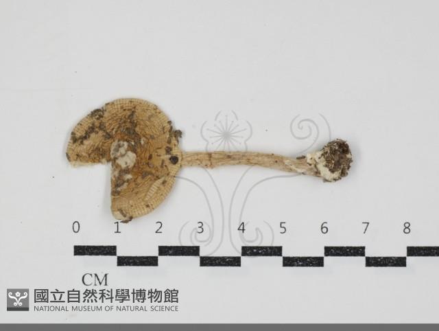 登錄號:F0034897藏品圖，第1張