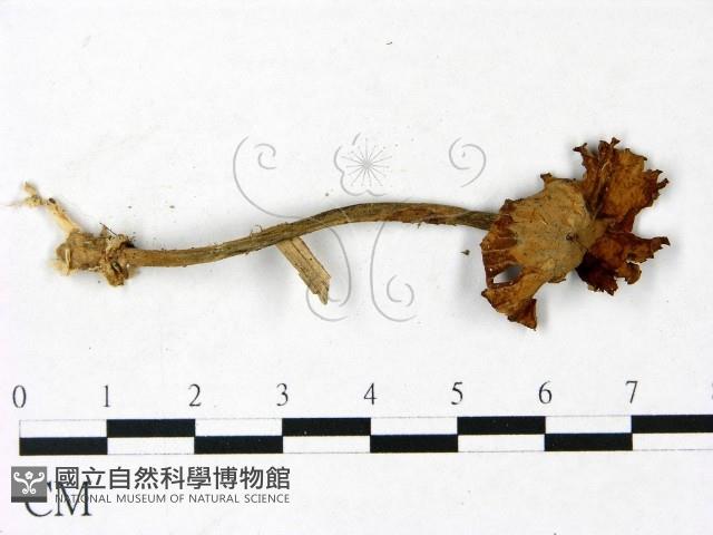 登錄號:F0022897藏品圖，第1張