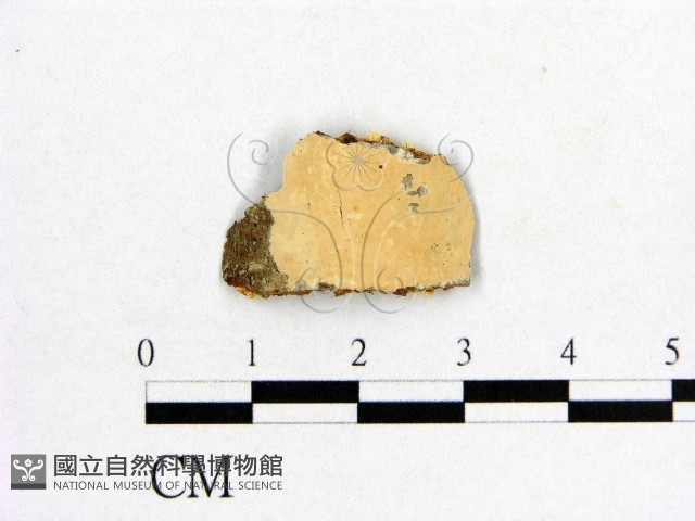 登錄號:F0002897藏品圖，第1張