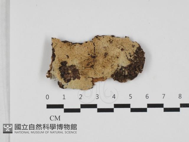 粗糙孢菌屬藏品圖，第1張