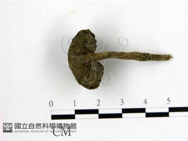 假芝屬藏品圖，第1張