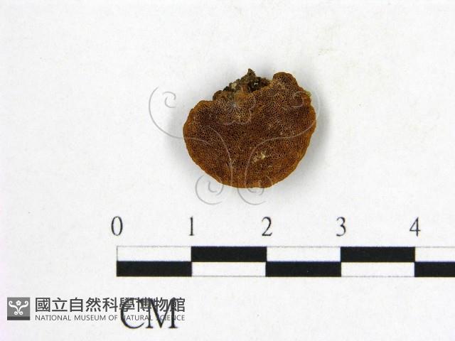登錄號:F0005897藏品圖，第1張