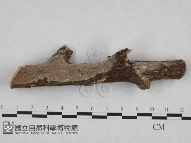 登錄號:F0023897藏品圖，第1張