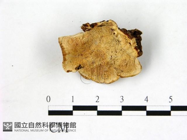 登錄號:F0003897藏品圖，第1張