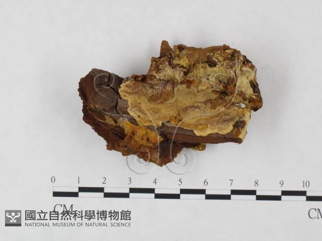 登錄號:F0013897藏品圖，第1張