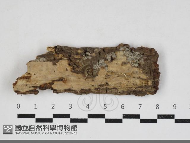 登錄號:F0033897藏品圖，第1張