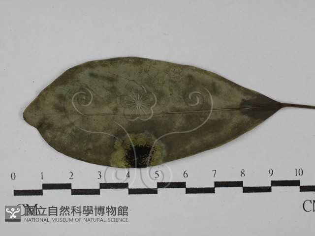 登錄號:F0028997藏品圖，第1張