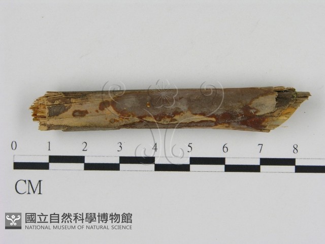 刺革菌屬藏品圖，第1張