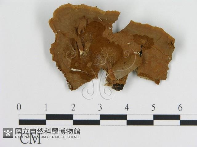 刺革菌屬藏品圖，第1張