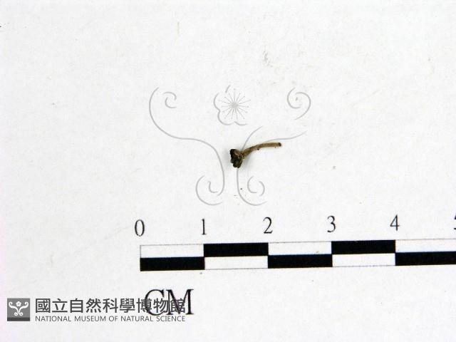 登錄號:F0000997藏品圖，第1張