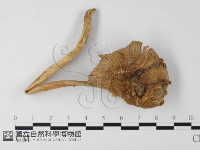 登錄號:F0010997藏品圖，第1張