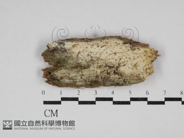 骨皮菌屬藏品圖，第1張