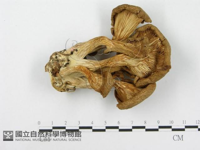 登錄號:F0016997藏品圖，第1張