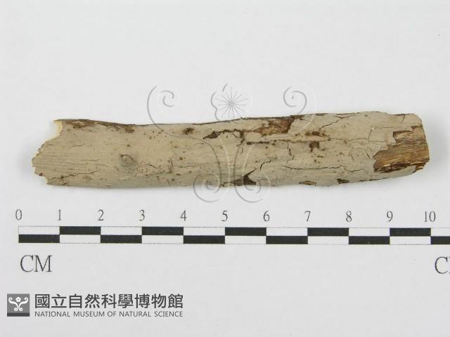 筍殼菌屬藏品圖，第1張