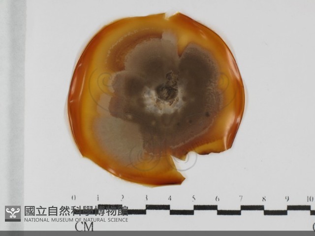 登錄號:F0031997藏品圖，第1張
