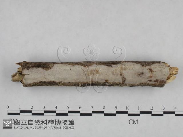 登錄號:F0024997藏品圖，第1張
