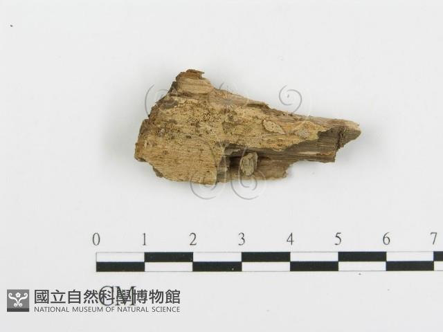 登錄號:F0004997藏品圖，第1張