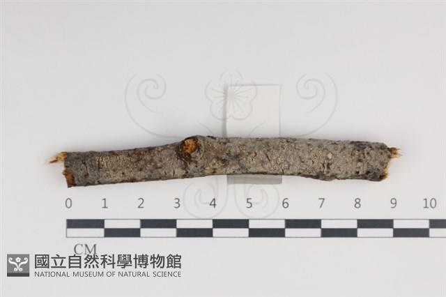 登錄號:F0034997藏品圖，第1張