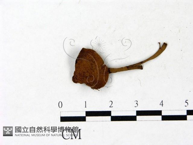 登錄號:F0022997藏品圖，第1張