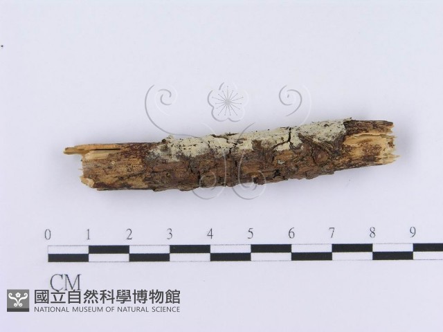 登錄號:F0002997藏品圖，第1張