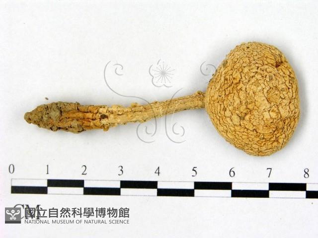 鵝膏屬藏品圖，第1張