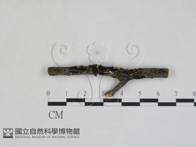 登錄號:F0027997藏品圖，第1張