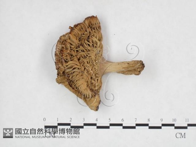 登錄號:F0025997藏品圖，第1張