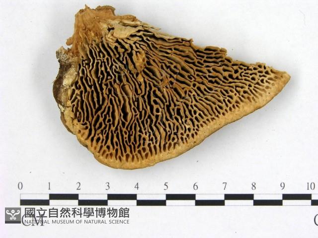 登錄號:F0005997藏品圖，第1張