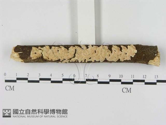 登錄號:F0015997藏品圖，第1張