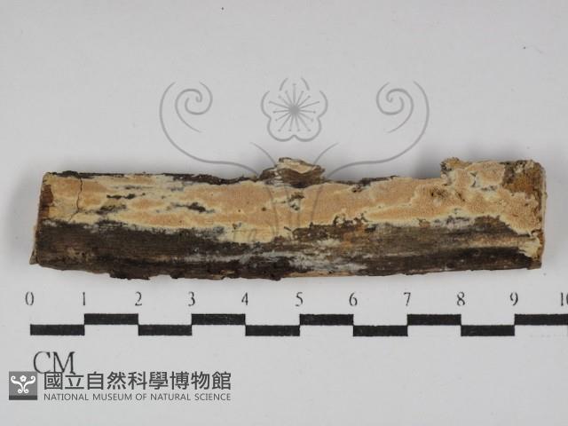 登錄號:F0029997藏品圖，第1張