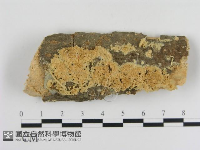 登錄號:F0009997藏品圖，第1張