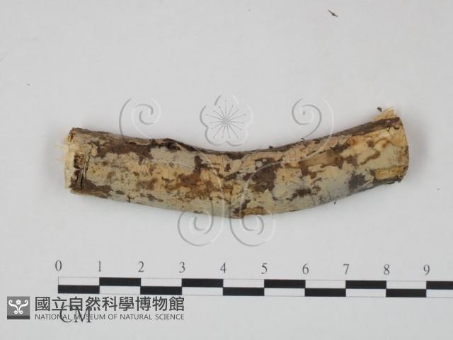 登錄號:F0019997藏品圖，第1張