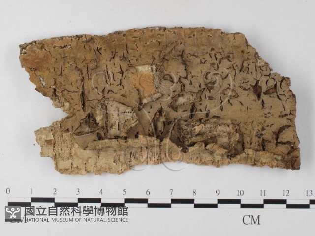 射脈菌屬藏品圖，第1張