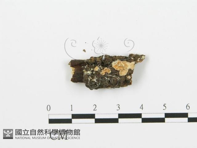 射脈菌屬藏品圖，第1張