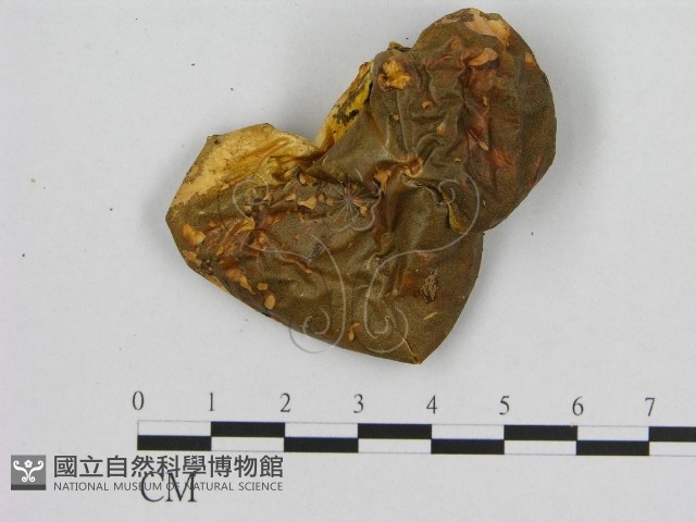 登錄號:F0013997藏品圖，第1張