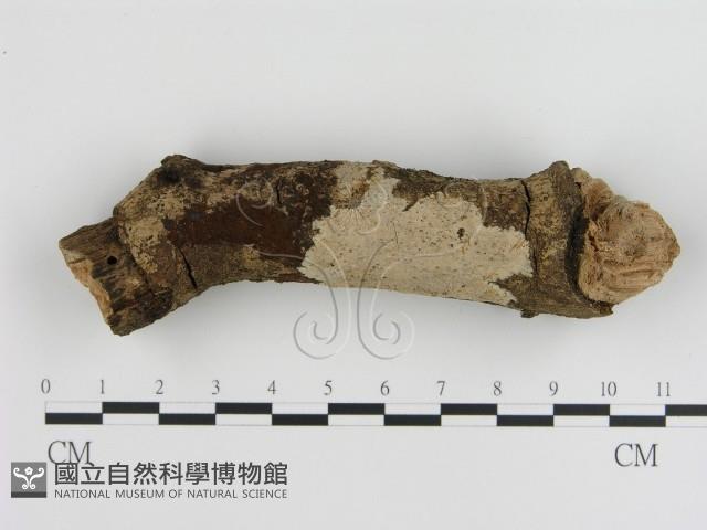 刺皮菌屬藏品圖，第1張