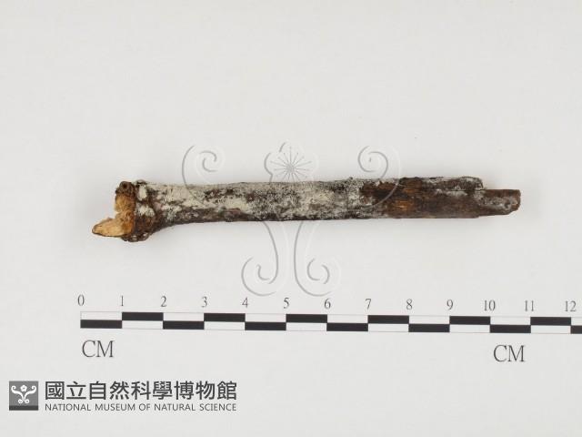 登錄號:F0018697藏品圖，第1張