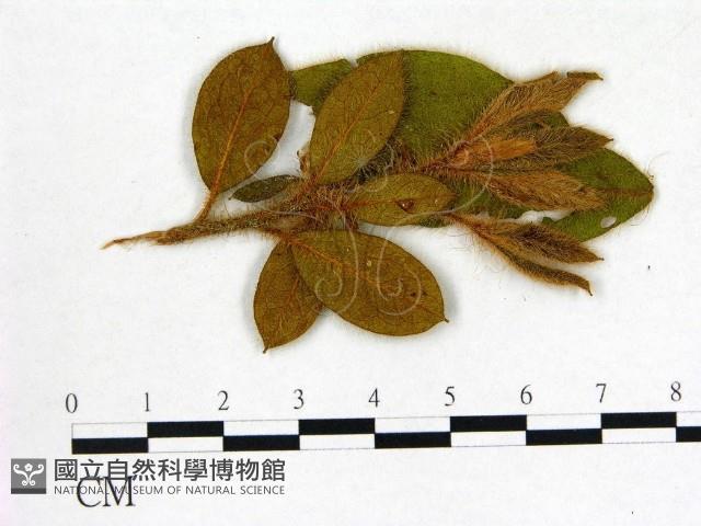登錄號:F0020697藏品圖，第1張
