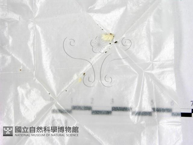 登錄號:F0000697藏品圖，第1張